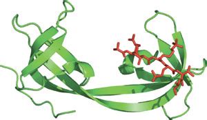 tudor protein domain